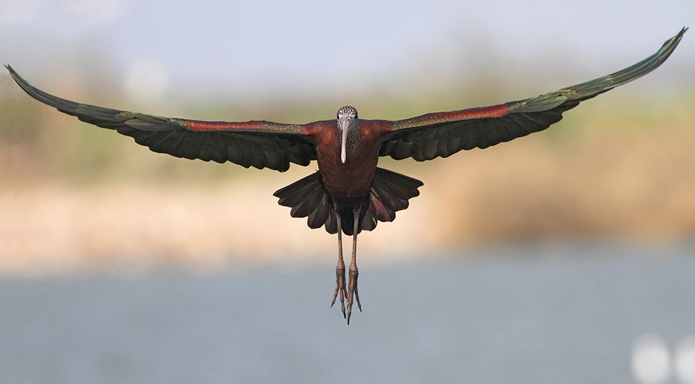 Glossy Ibis