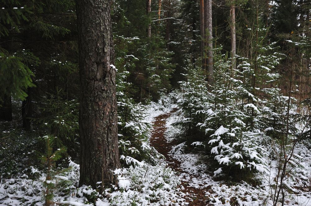 Первый снег