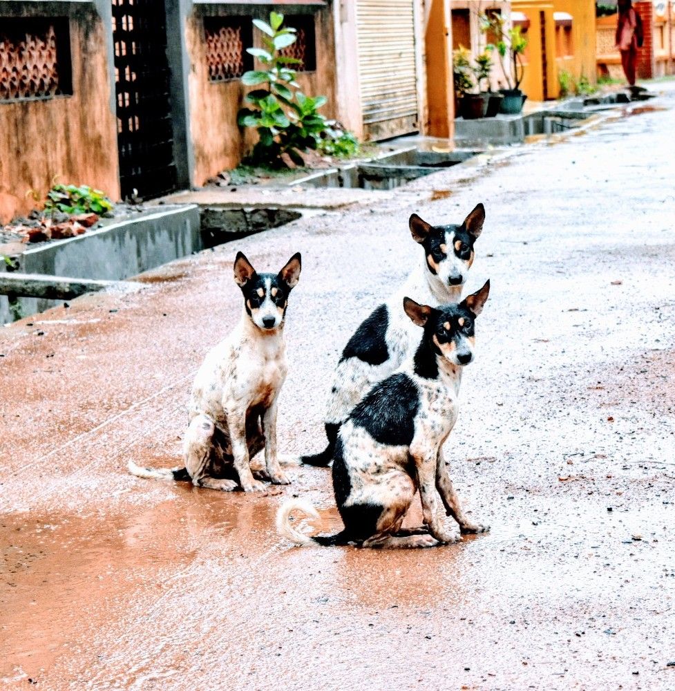 Street dog