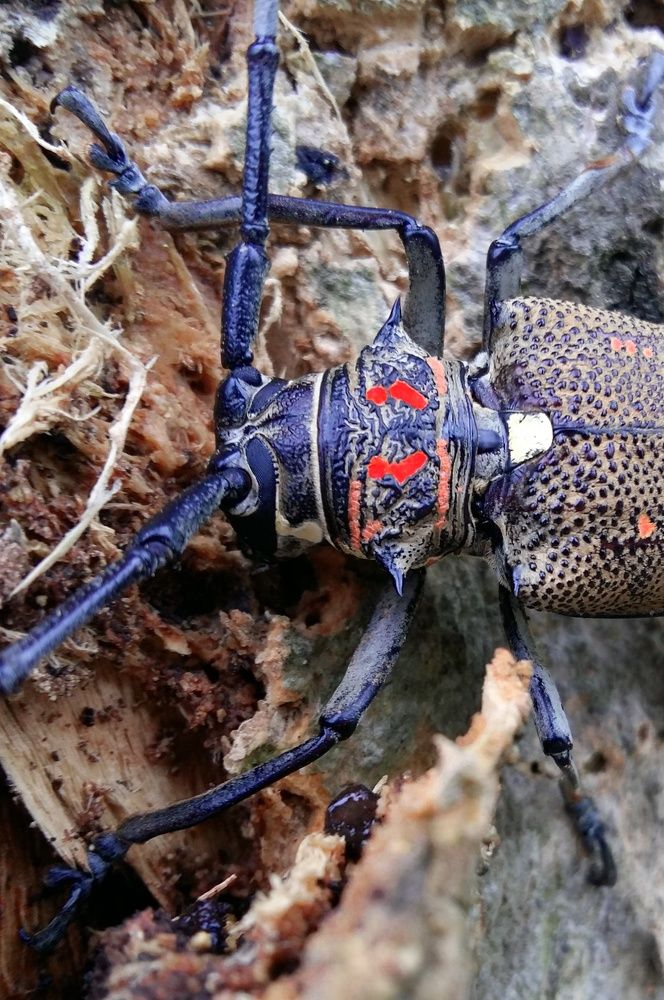 Insect
