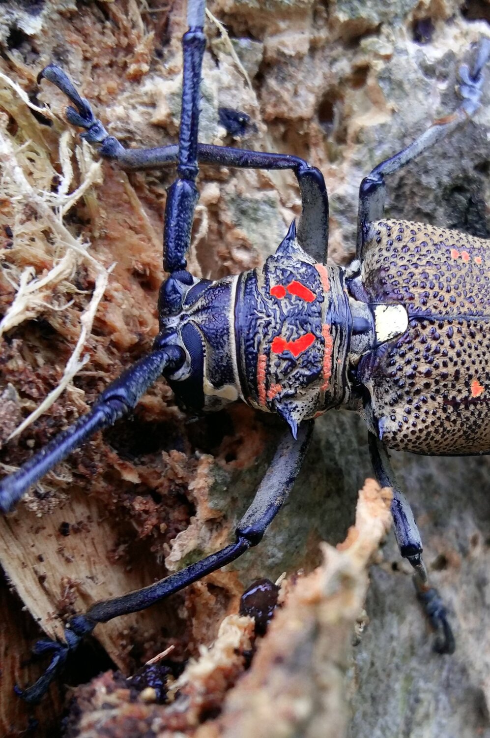 Insect