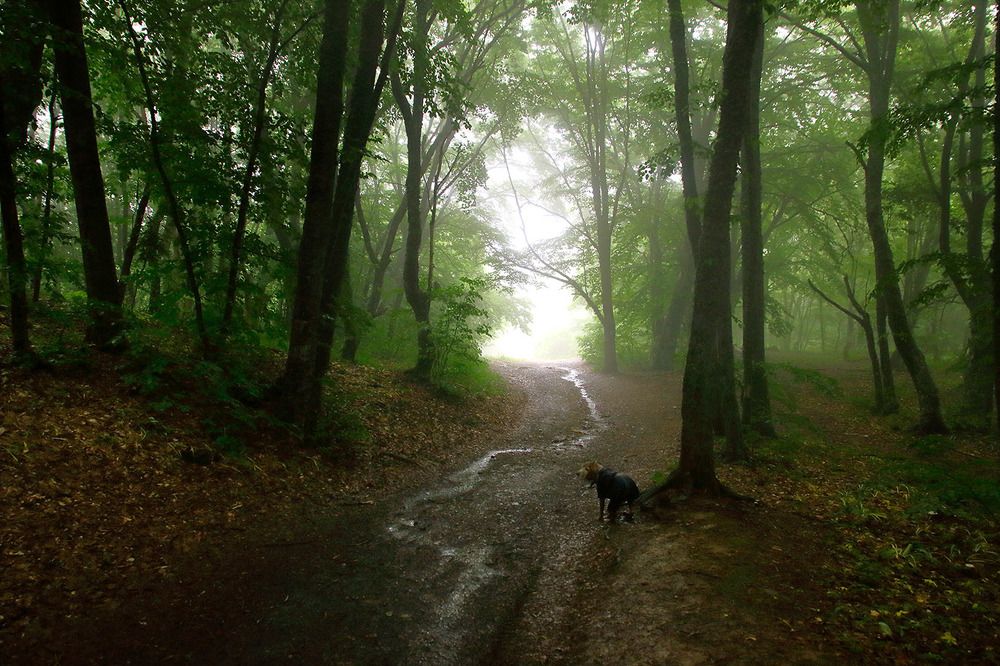 В тумане все не так...