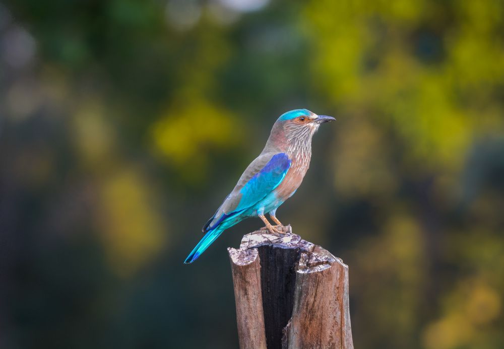 The Magical Roller !!!