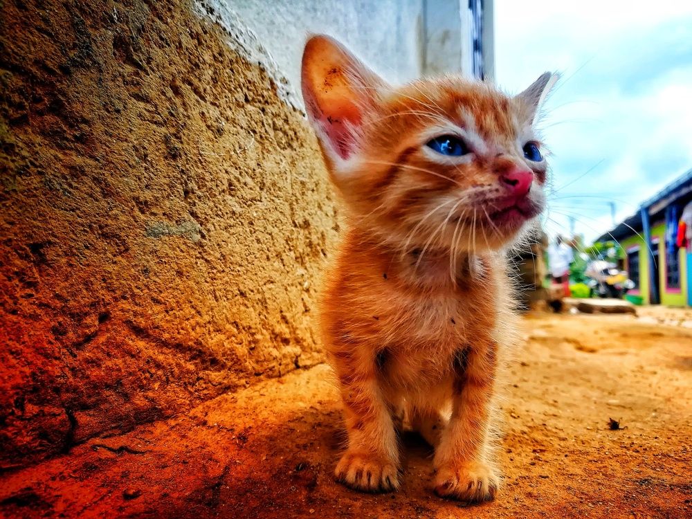 Kitty