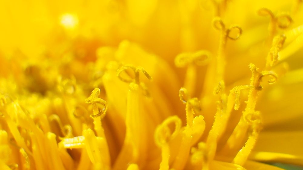 Одуванчики