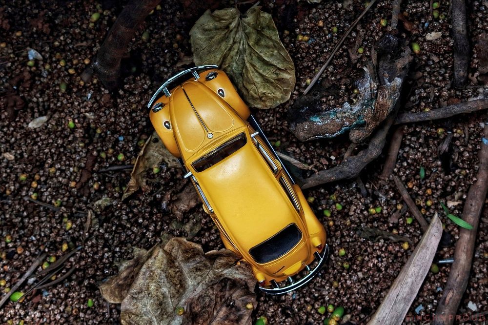 Beetle in the Jungle