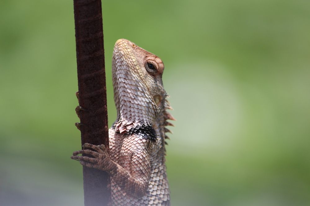 Garden lizard