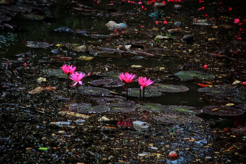 Beauty and the beast