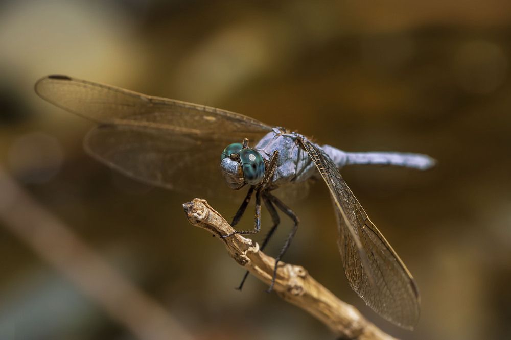 wild life collection