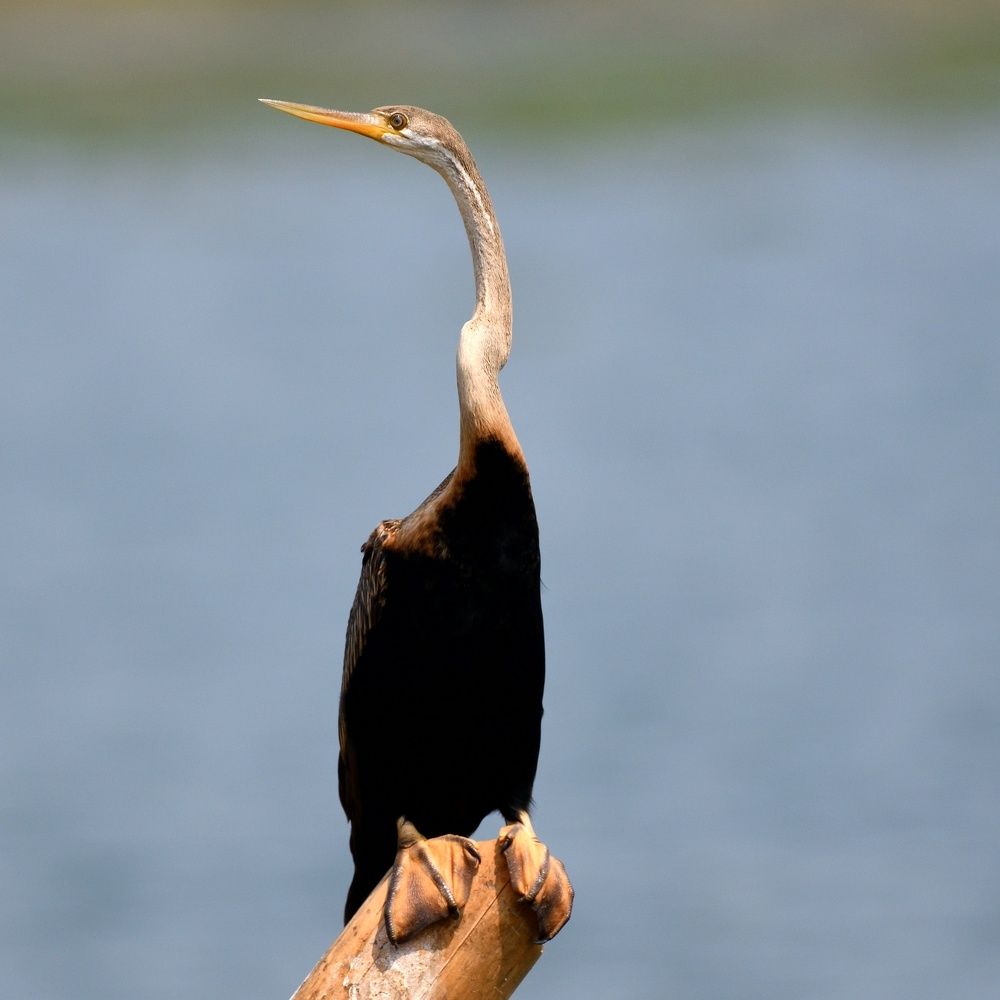 Darter waiting for its prey