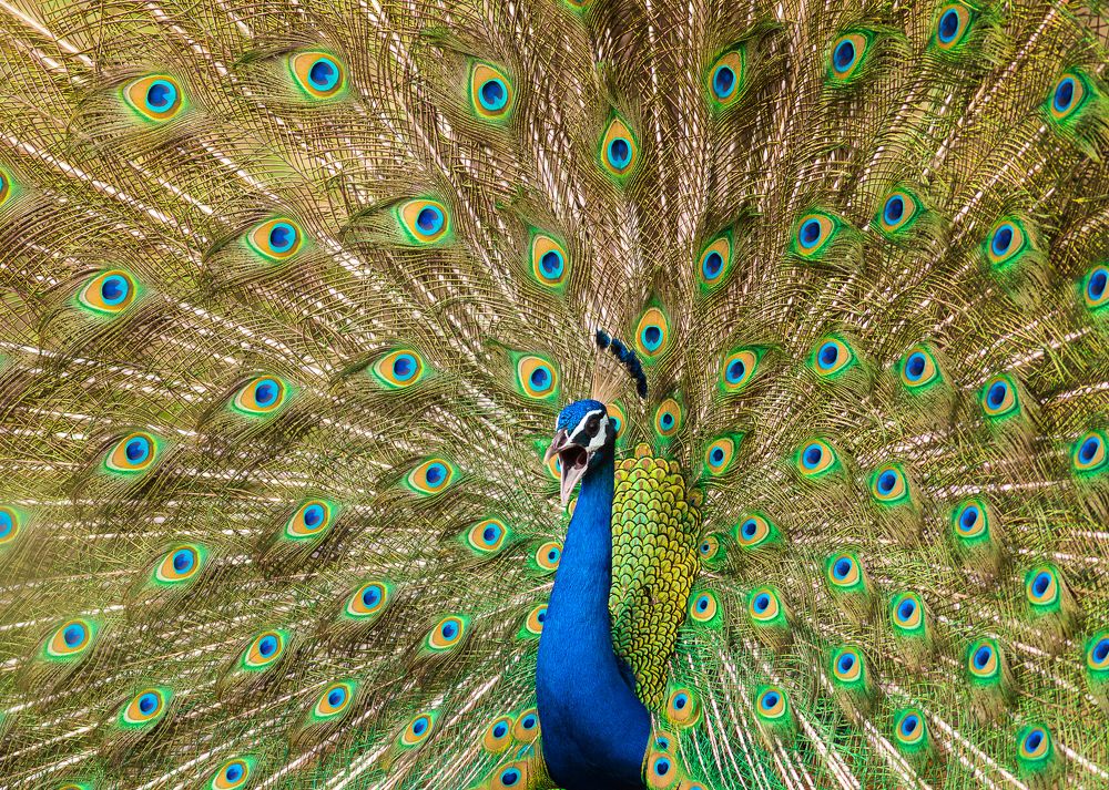 Beauty of National Bird of India