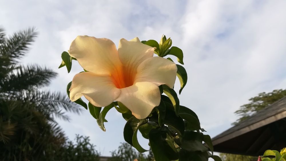 Flower  in landscape