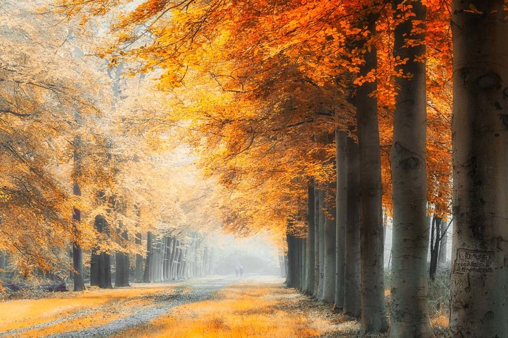 Autumn path