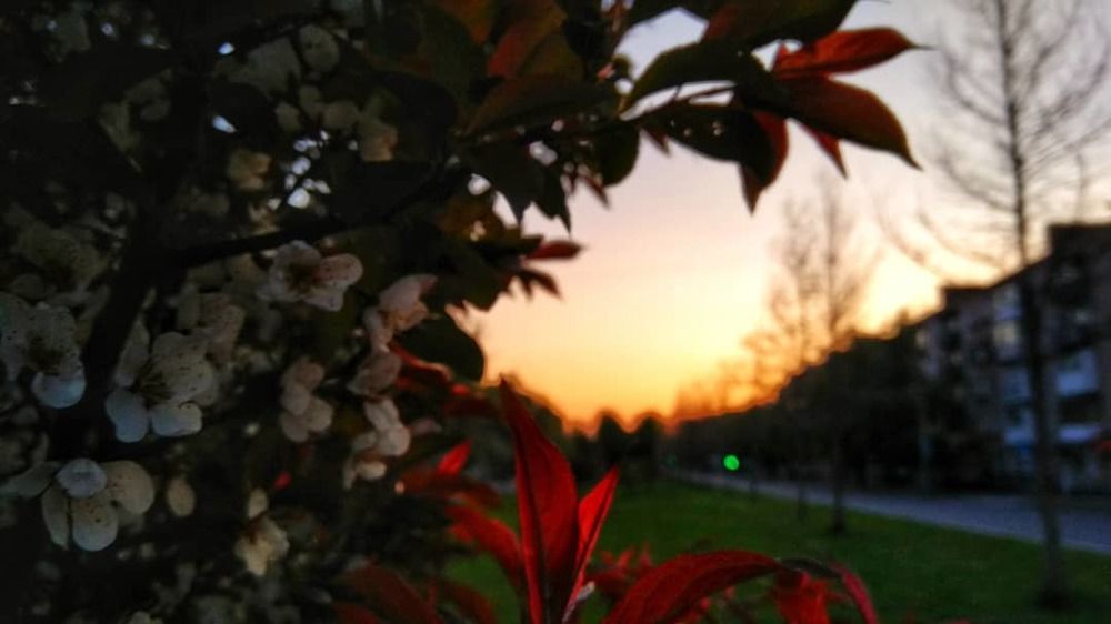 Бульварный закат