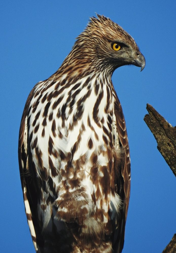 Intensity personified