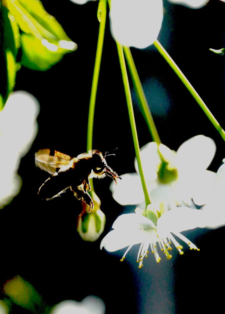 К утреннему нектару!!!