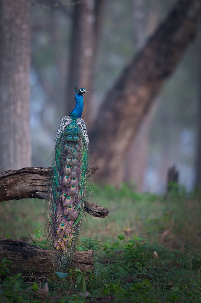 Peacock in Habitat