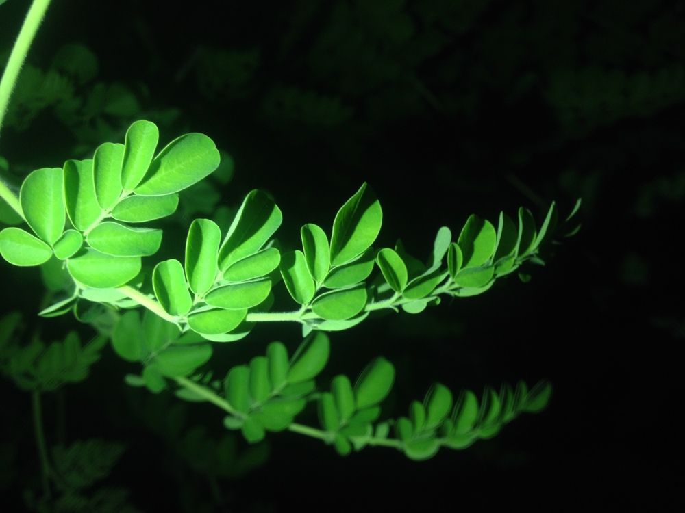 The green leaves