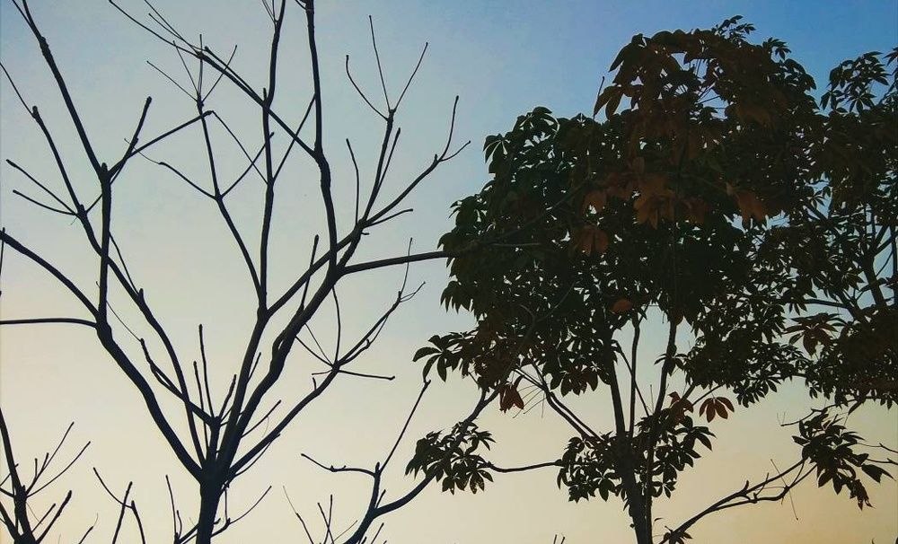 Deciduous and Perpetual
