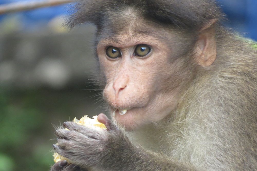 Monkey Pookode Lake Vayanad