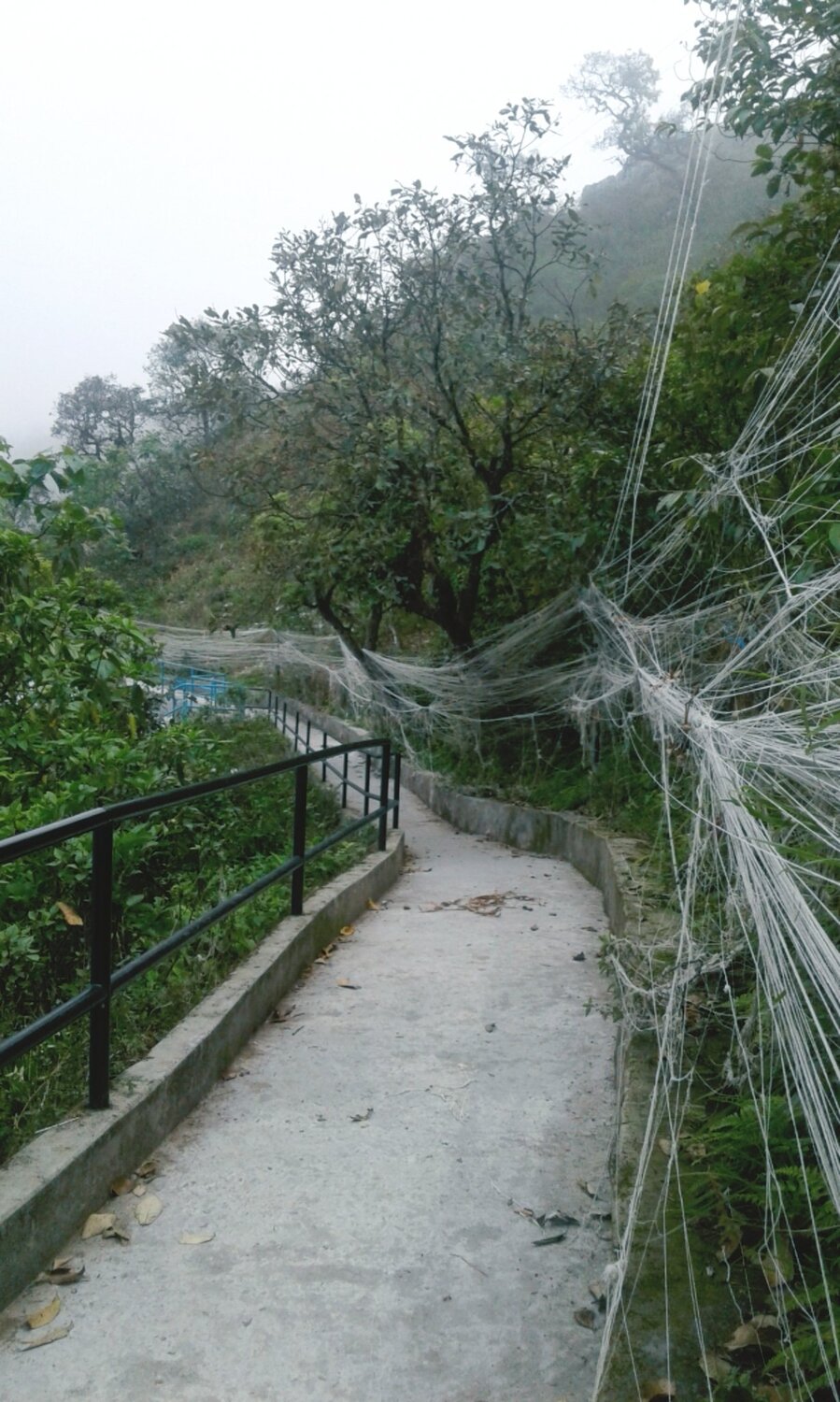 Strings of wishes to gods