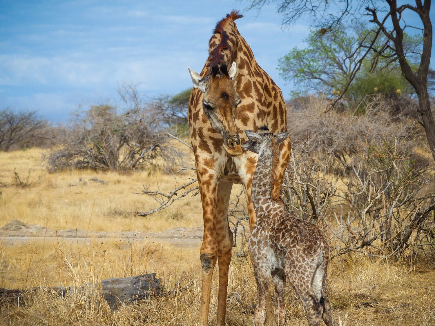 masai giraffe with baby