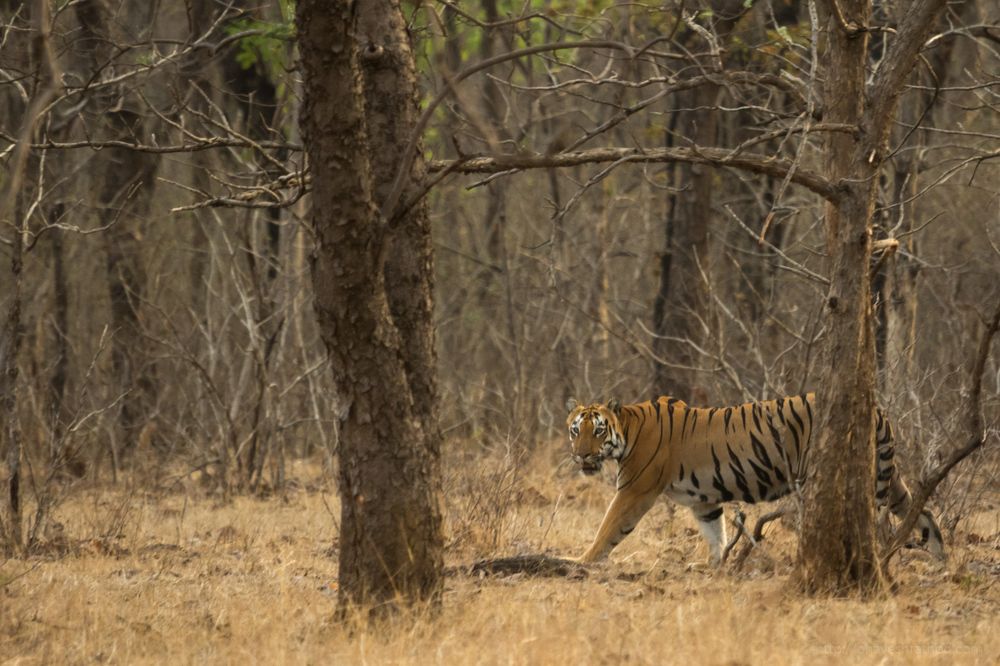 She's got the look - Evening walk