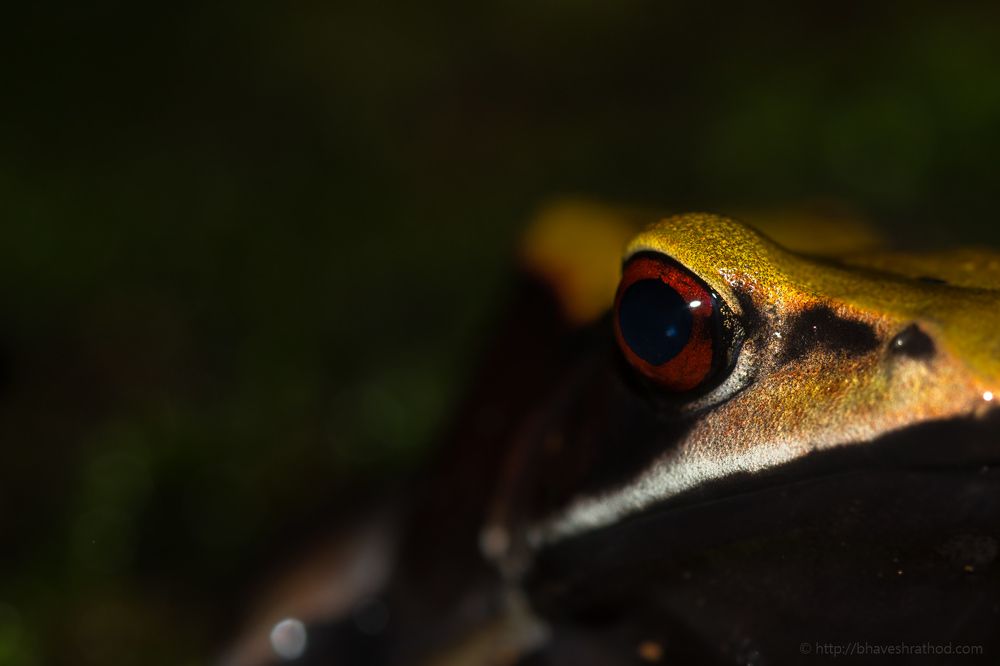 Bicolored frog or Malabar frog (Clinotarsus curtipes)