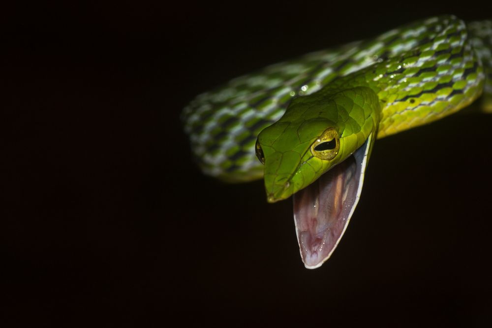 Green Vine Snake