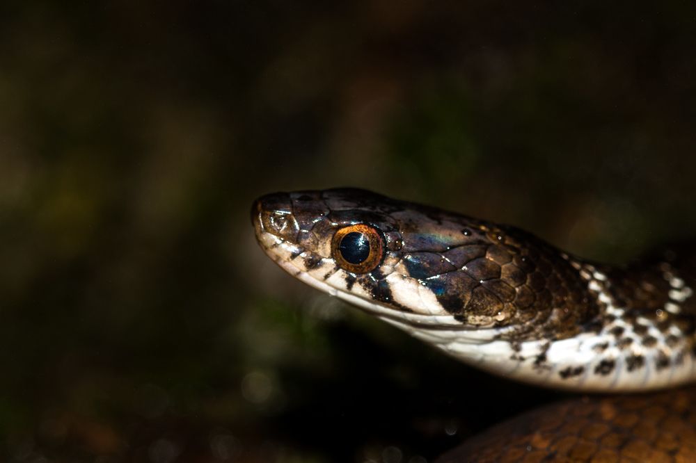 Beddome's keelback (Amphiesma beddomei)