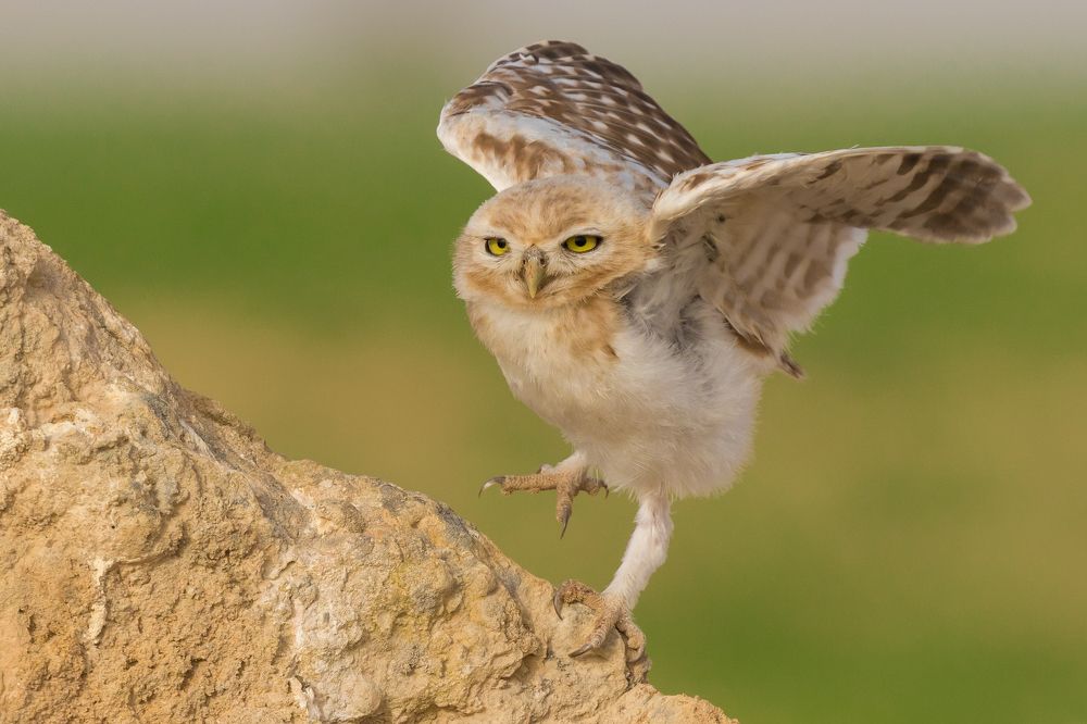 Dancing Little Owl