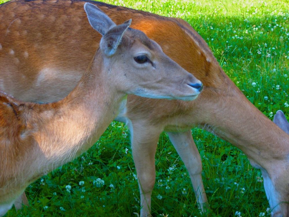 Photo #2352653