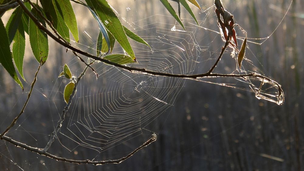 Ловчая сеть