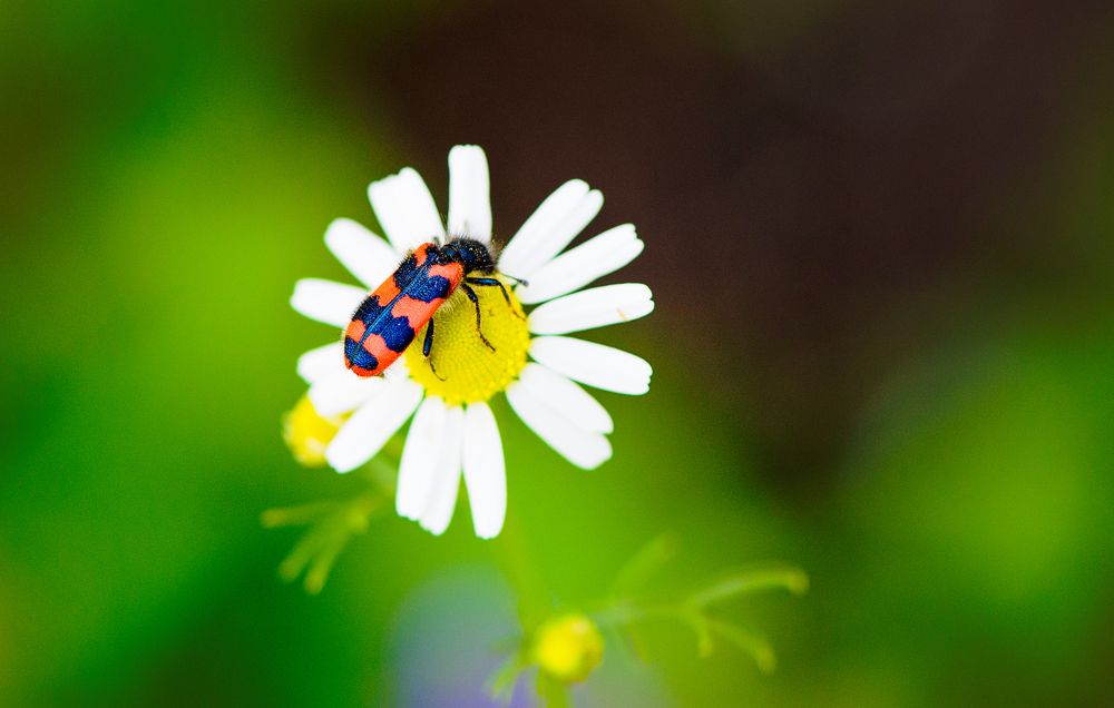 Photograph by Kitty Bern