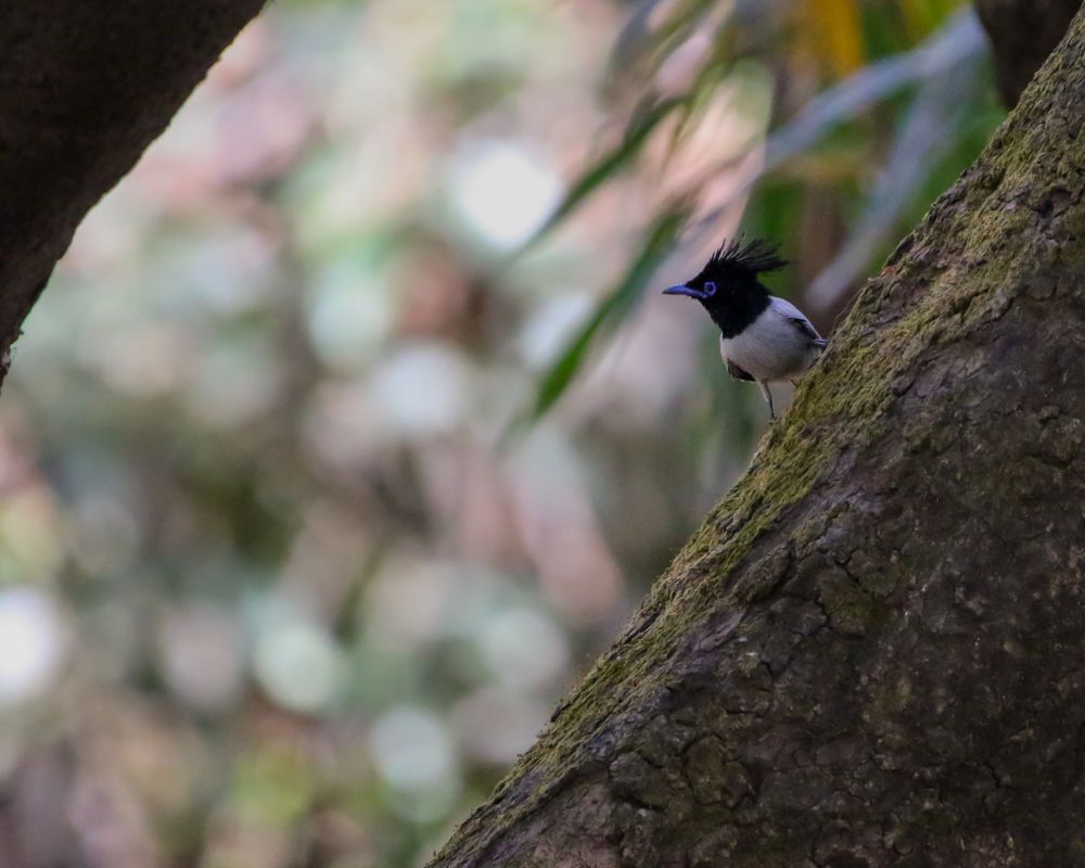 Asian paradise flycatcher