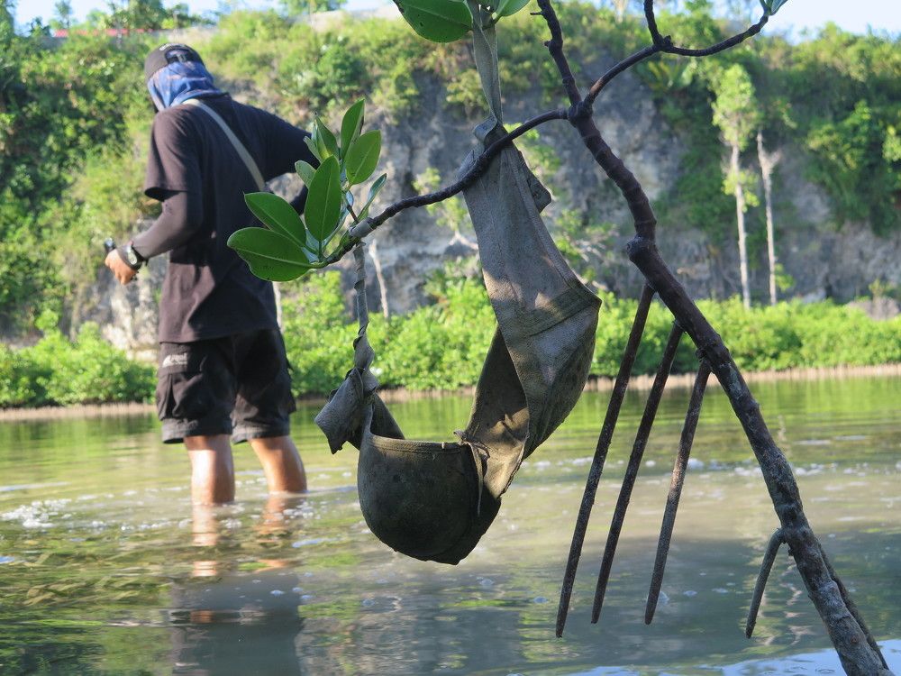 Female Mangroves