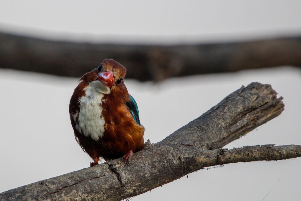 White throated kingfisher