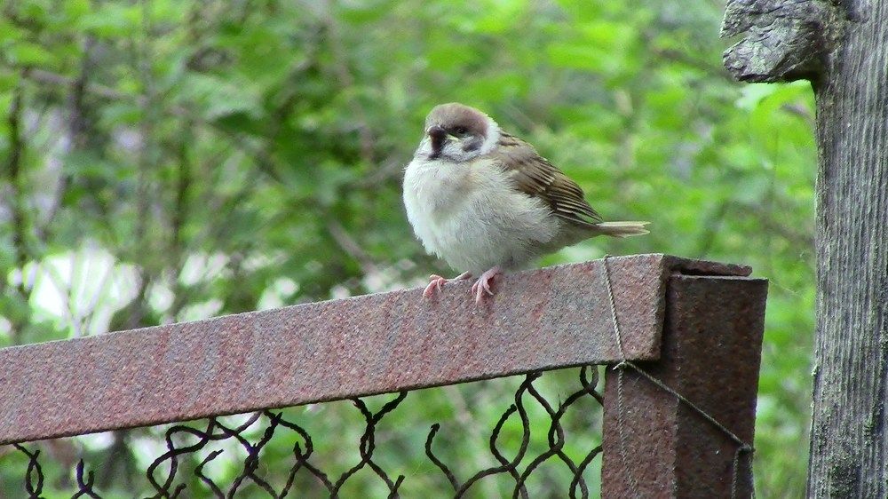 Молодой воробышек.
