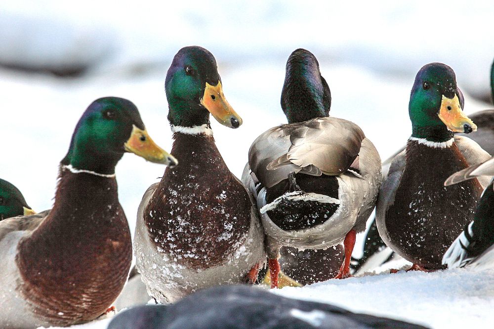 Мальчишник в Коломенском.