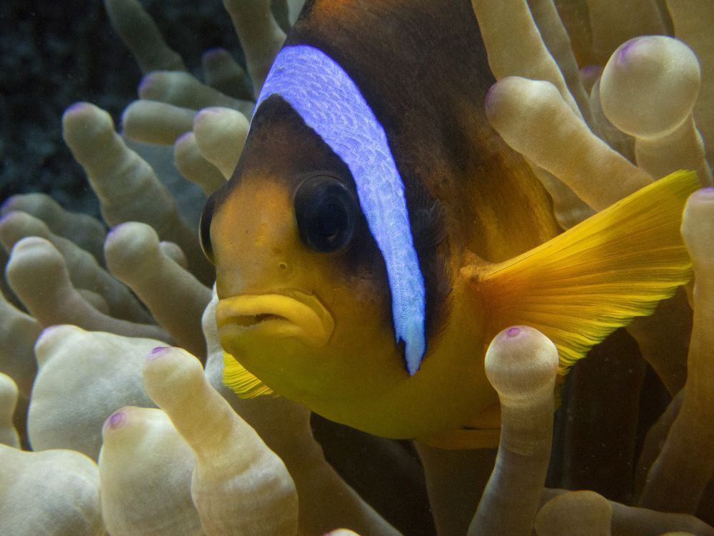 Арфиприон (рыба клоун) в своей актинии