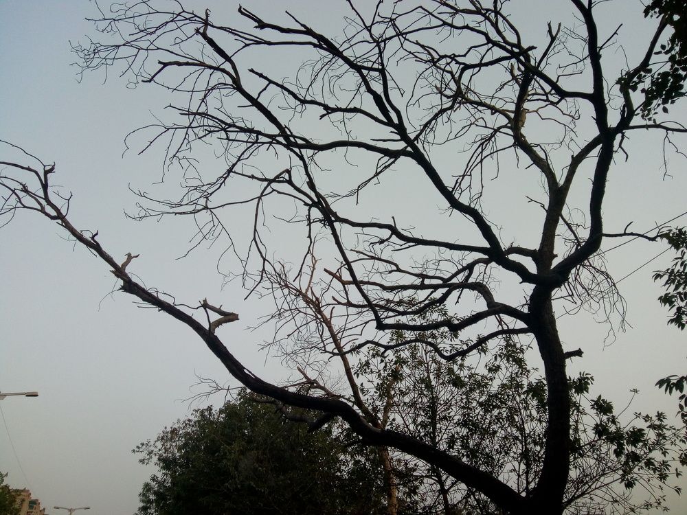 Dream click