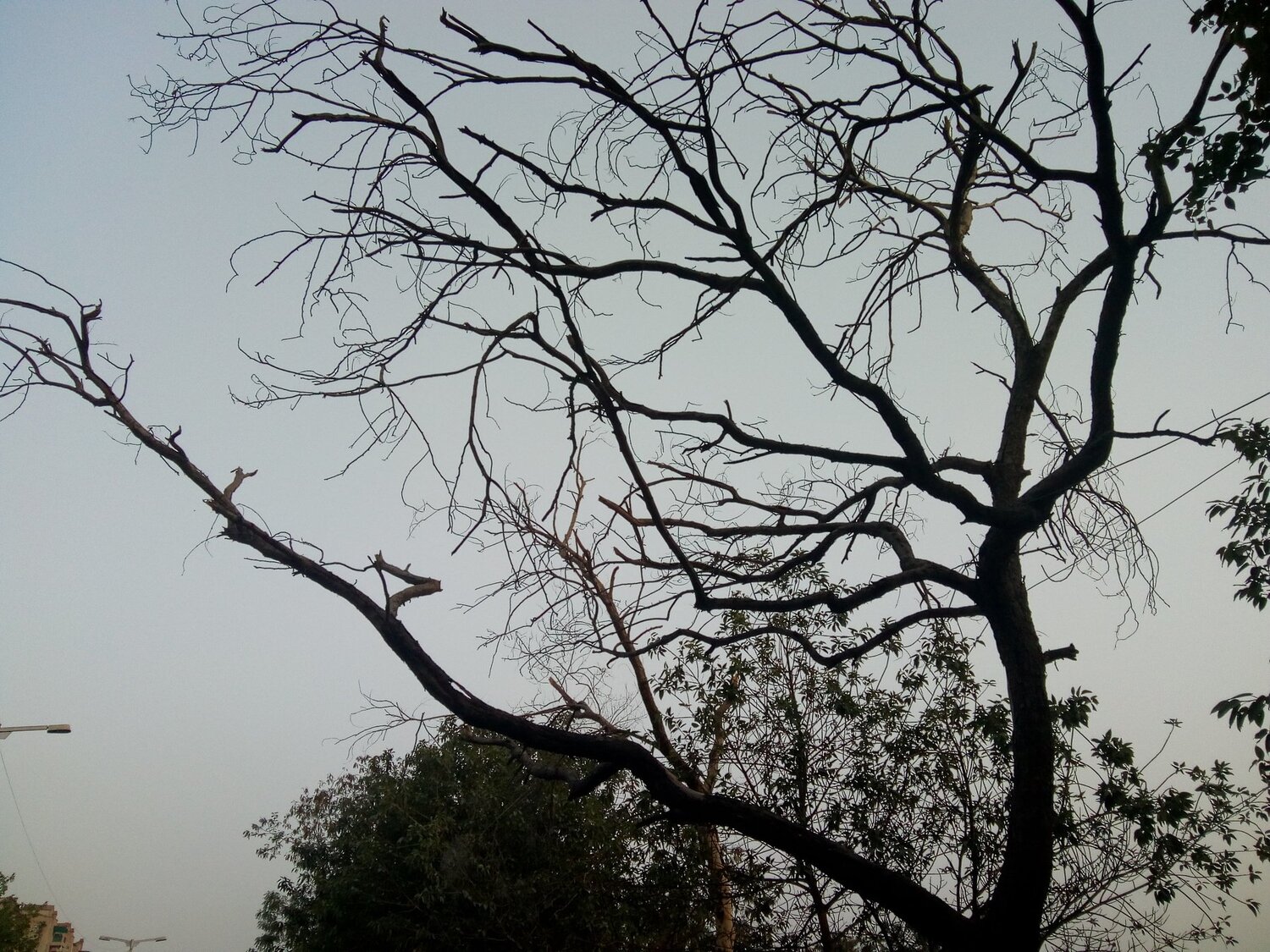 Dream click