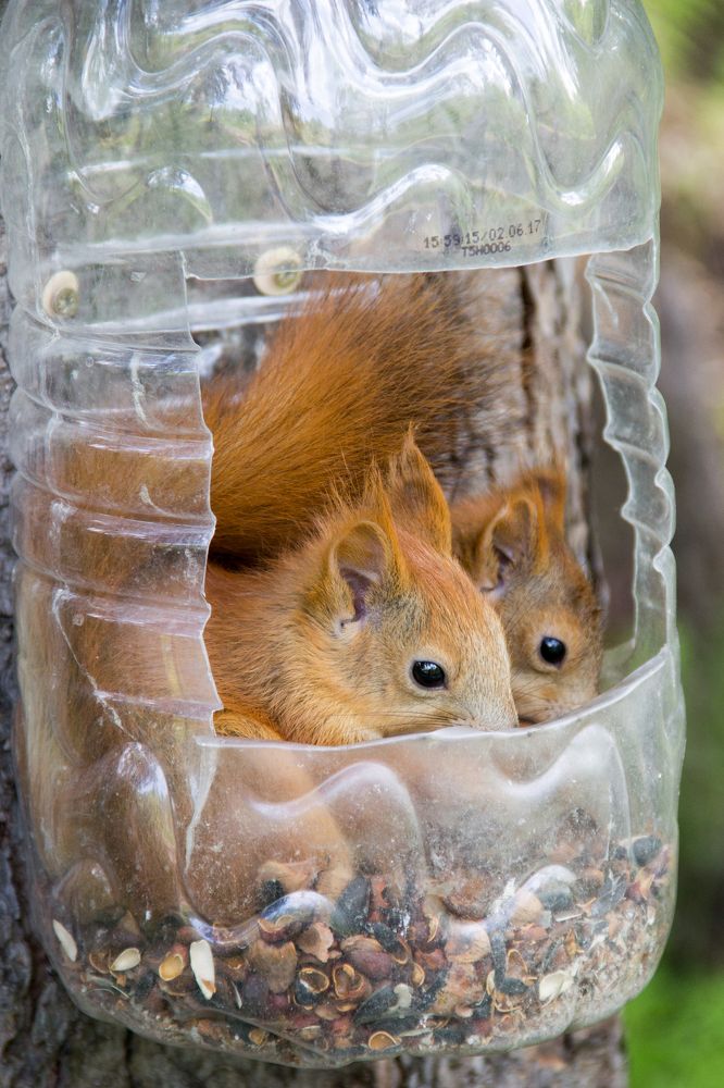 Два бельченка.