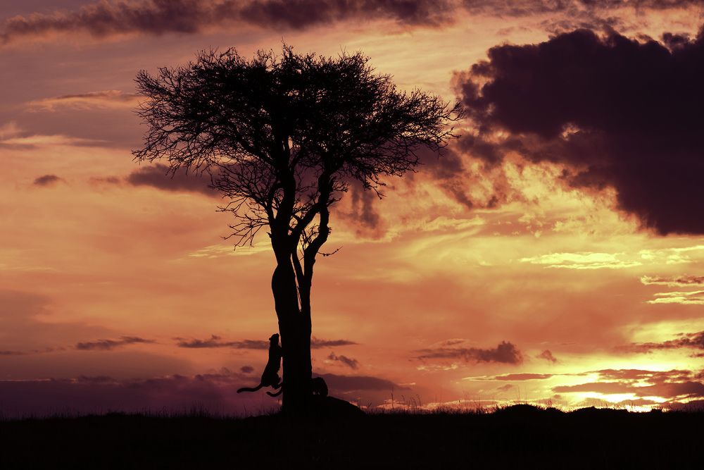 Two cheetah's and an acacia tree