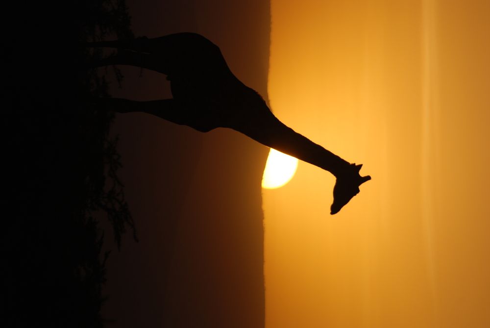 Giraffe sunset