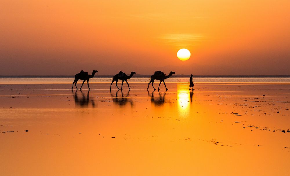 Сamel Driver at Ephiopia