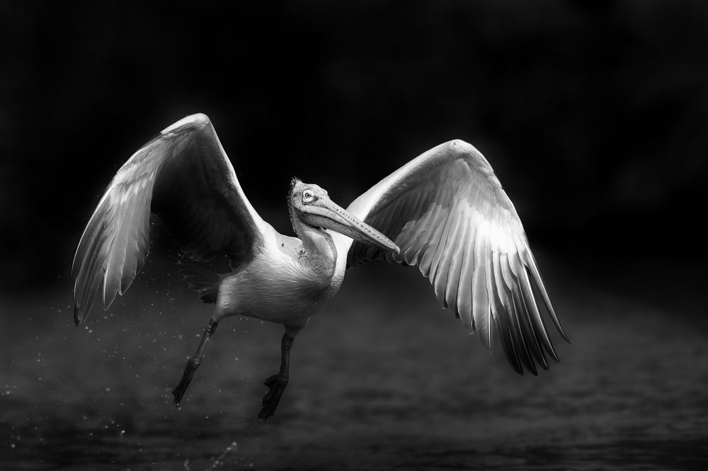 Flight of the Pelican