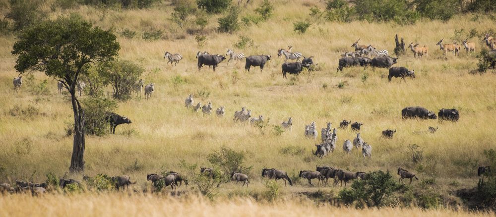 Diversity & abundance