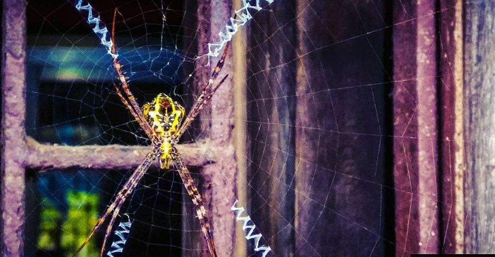 Spiders