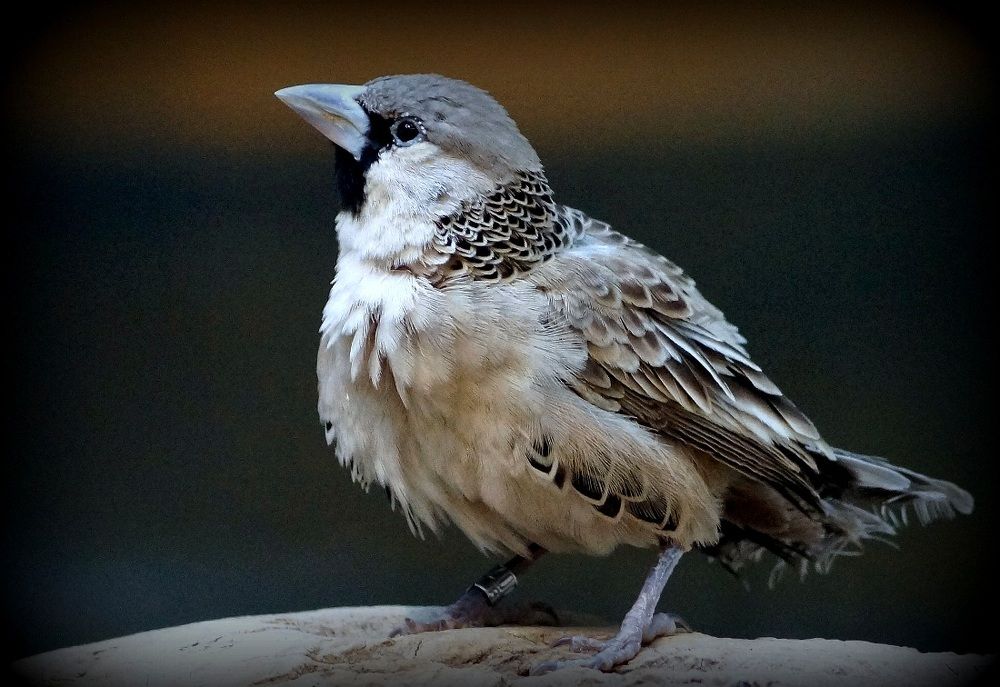 Окольцованный..